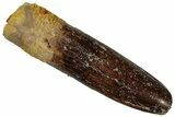Fossil Sauropod Dinosaur (Titanosaur) Tooth - Morocco #298519-1
